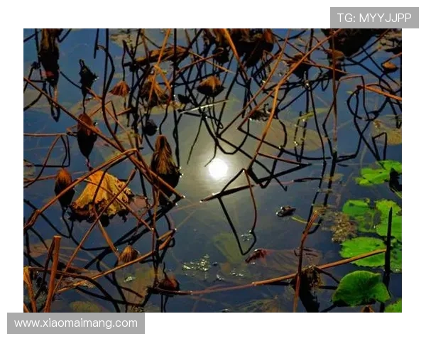 杜晓婷：定格时光，捕捉灵动之美的视觉盛宴