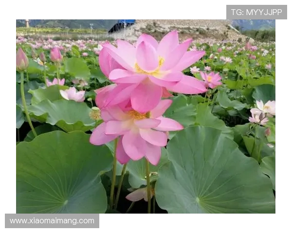 浮生若梦，夏尽秋来：在那声声秋蝉中，寻找往昔的低语